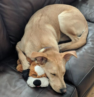 Illustration de l'article : 13 photos adorables de chiens qui tiennent à leurs jouets plus que tout au monde