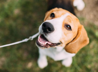 Illustration de l'article : 10 chiens à la longévité exceptionnelle : découvrez leurs races et leurs histoires