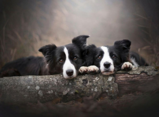 Illustration de l'article : 10 chiens à la longévité exceptionnelle : découvrez leurs races et leurs histoires