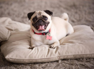 Illustration de l'article : 10 chiens à la longévité exceptionnelle : découvrez leurs races et leurs histoires