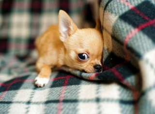 Illustration de l'article : 10 chiens à la longévité exceptionnelle : découvrez leurs races et leurs histoires