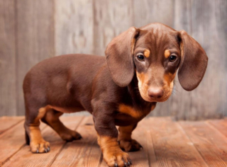 Illustration de l'article : 10 chiens à la longévité exceptionnelle : découvrez leurs races et leurs histoires