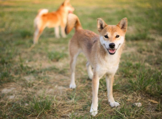 Illustration de l'article : 10 chiens à la longévité exceptionnelle : découvrez leurs races et leurs histoires