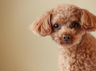 Illustration de l'article : 10 chiens à la longévité exceptionnelle : découvrez leurs races et leurs histoires