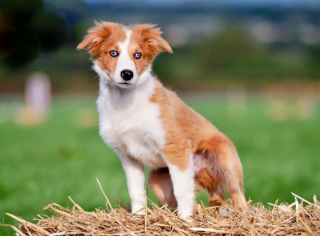Illustration de l'article : 10 chiens à la longévité exceptionnelle : découvrez leurs races et leurs histoires