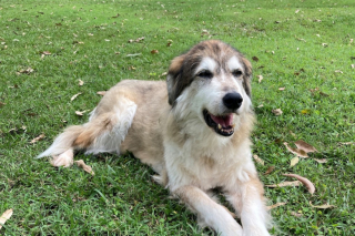 Illustration de l'article : Ce couple accueille dans sa maison les chiens âgés dont personne ne veut, pour qu’ils ne finissent pas leur vie seuls