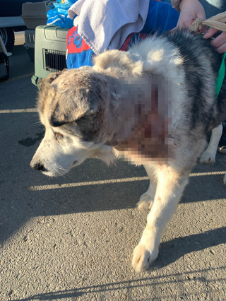 Illustration de l'article : Un Husky abandonné se fait attaquer par une meute de chiens et est secouru juste à temps