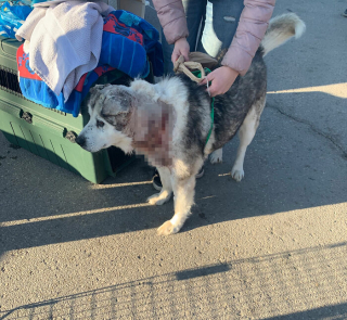 Illustration de l'article : Un Husky abandonné se fait attaquer par une meute de chiens et est secouru juste à temps