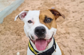 Illustration de l'article : Ce croisé Staffordshire Bull Terrier apprend la langue galloise pour doubler ses chances d’être adopté