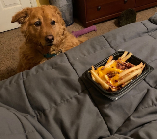 Illustration de l'article : Le diagnostic du vétérinaire est sans appel : si Rosie ne perd pas de poids, son espérance de vie pourrait être raccourcie