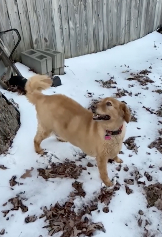 Illustration de l'article : Le diagnostic du vétérinaire est sans appel : si Rosie ne perd pas de poids, son espérance de vie pourrait être raccourcie
