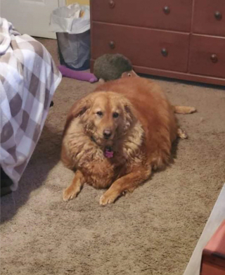 Illustration de l'article : Le diagnostic du vétérinaire est sans appel : si Rosie ne perd pas de poids, son espérance de vie pourrait être raccourcie