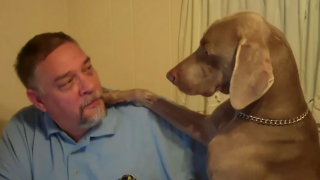 Illustration de l'article : Vidéo : ce chien tente désespérément d’intéresser son papa, qui fait exprès de l’ignorer