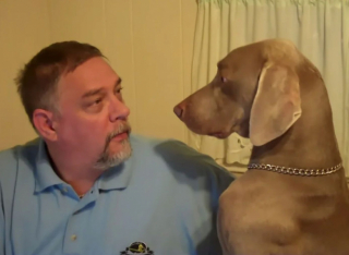 Illustration de l'article : Vidéo : ce chien tente désespérément d’intéresser son papa, qui fait exprès de l’ignorer