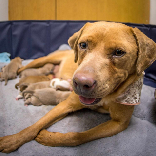Illustration de l'article : Alors qu’il pense venir en aide à 6 chiens errants, un homme sauve en fait 22 canidés de la rue