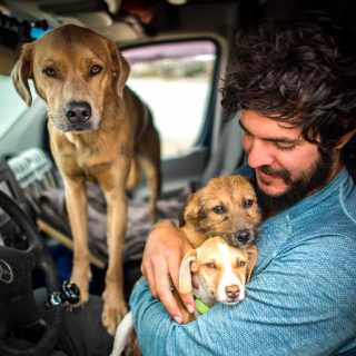 Illustration de l'article : Alors qu’il pense venir en aide à 6 chiens errants, un homme sauve en fait 22 canidés de la rue