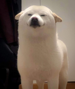 Illustration de l'article : 7 photos de chiens prises au meilleur moment possible