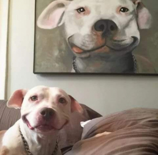 Illustration de l'article : 7 photos de chiens prises au meilleur moment possible