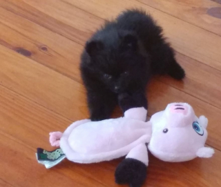 Illustration de l'article : 14 photos craquantes de Gizmo, petit chien que l'on prendrait pour une peluche