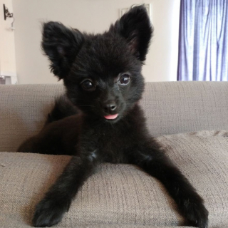 Illustration de l'article : 14 photos craquantes de Gizmo, petit chien que l'on prendrait pour une peluche