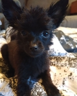 Illustration de l'article : 14 photos craquantes de Gizmo, petit chien que l'on prendrait pour une peluche