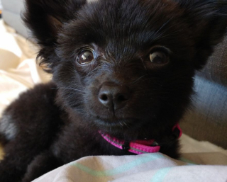 Illustration de l'article : 14 photos craquantes de Gizmo, petit chien que l'on prendrait pour une peluche