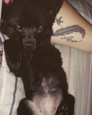 Illustration de l'article : 14 photos craquantes de Gizmo, petit chien que l'on prendrait pour une peluche