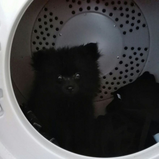 Illustration de l'article : 14 photos craquantes de Gizmo, petit chien que l'on prendrait pour une peluche