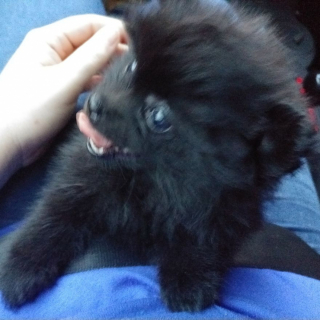 Illustration de l'article : 14 photos craquantes de Gizmo, petit chien que l'on prendrait pour une peluche