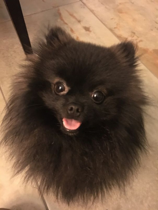 Illustration de l'article : 14 photos craquantes de Gizmo, petit chien que l'on prendrait pour une peluche