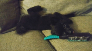 Illustration de l'article : 14 photos craquantes de Gizmo, petit chien que l'on prendrait pour une peluche