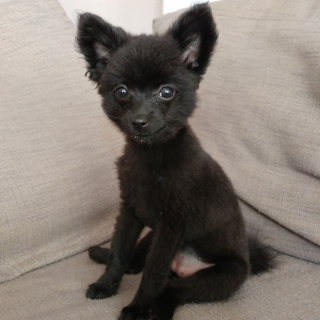 Illustration de l'article : 14 photos craquantes de Gizmo, petit chien que l'on prendrait pour une peluche