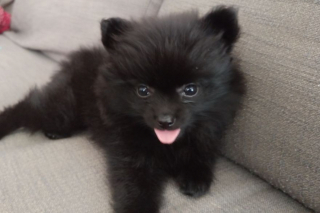 Illustration de l'article : 14 photos craquantes de Gizmo, petit chien que l'on prendrait pour une peluche