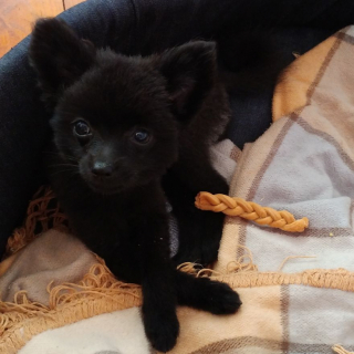 Illustration de l'article : 14 photos craquantes de Gizmo, petit chien que l'on prendrait pour une peluche