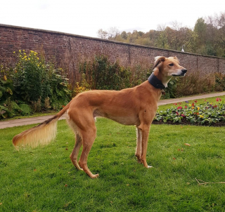 Illustration de l'article : Il aura fallu 9 mois de rééducation pour soigner ce croisé Lévrier, qui doit maintenant se reconstruire psychologiquement