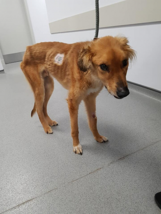 Illustration de l'article : Il aura fallu 9 mois de rééducation pour soigner ce croisé Lévrier, qui doit maintenant se reconstruire psychologiquement