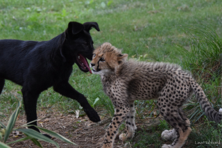 Illustration de l'article : Pour éviter à son bébé guépard d'être isolé après l’abandon de sa mère, l’équipe d’un parc zoologique lui a présenté… Un chiot ! (vidéo)