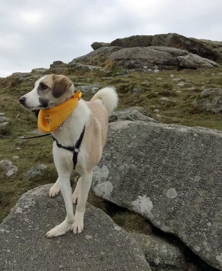 Illustration de l'article : Ce chien handicapé qui fouillait les poubelles a totalement renversé son destin et ne cesse de gagner des trophées