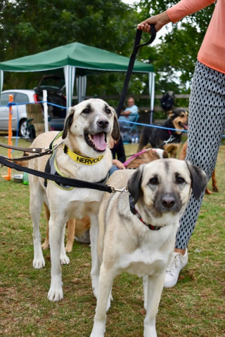 Illustration de l'article : Ce chien handicapé qui fouillait les poubelles a totalement renversé son destin et ne cesse de gagner des trophées