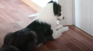 Illustration de l'article : Vidéo : une chienne apporte tout son soutien à son petit frère, dont le pronostic vital est engagé