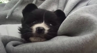 Illustration de l'article : Vidéo : une chienne apporte tout son soutien à son petit frère, dont le pronostic vital est engagé