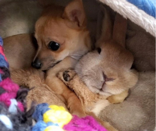 Illustration de l'article : 11 photos de chiens qui ont choisi pour amis des animaux d'autres espèces