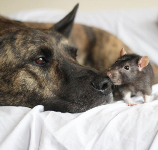 Illustration de l'article : 11 photos de chiens qui ont choisi pour amis des animaux d'autres espèces