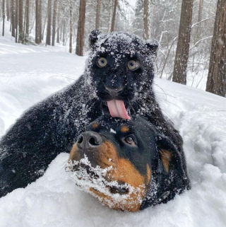 Illustration de l'article : 11 photos de chiens qui ont choisi pour amis des animaux d'autres espèces