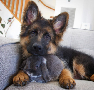 Illustration de l'article : 11 photos de chiens qui ont choisi pour amis des animaux d'autres espèces