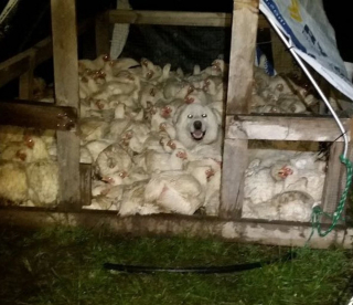 Illustration de l'article : 11 photos de chiens qui ont choisi pour amis des animaux d'autres espèces