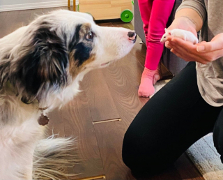 Illustration de l'article : 11 photos de chiens qui ont choisi pour amis des animaux d'autres espèces