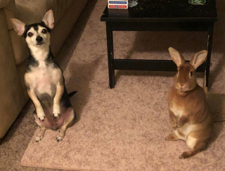 Illustration de l'article : 11 photos de chiens qui ont choisi pour amis des animaux d'autres espèces