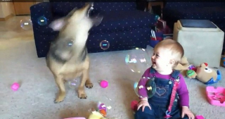 Illustration de l'article : Vidéo : un bébé rit aux éclats en voyant son chien sauter en l’air pour éclater des bulles de savon