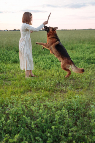Illustration de l'article : La mauvaise expérience de ce Labrador met en garde tous les propriétaires de chien : il ne faut plus laisser son animal jouer avec un bâton